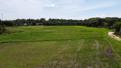 Beautiful plots of rice field land for sale in Saluang, Mae Rim