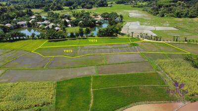 Beautiful plots of rice field land for sale in Saluang, Mae Rim