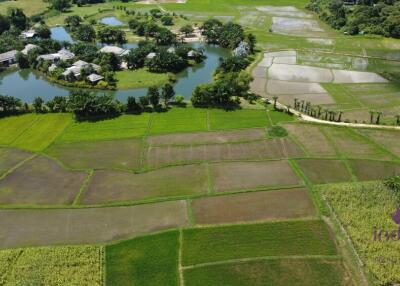 Beautiful plots of rice field land for sale in Saluang, Mae Rim