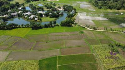 Beautiful plots of rice field land for sale in Saluang, Mae Rim