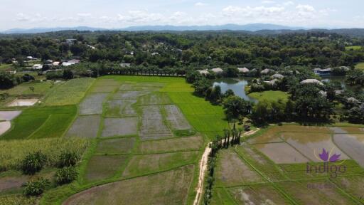 Beautiful plots of rice field land for sale in Saluang, Mae Rim