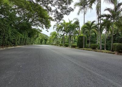 Tree-lined road with palm trees