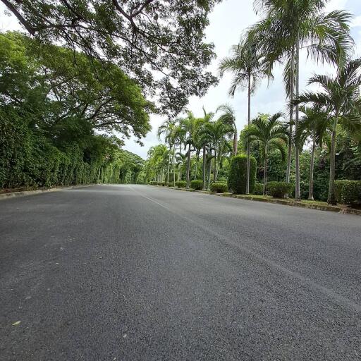 Tree-lined road with palm trees