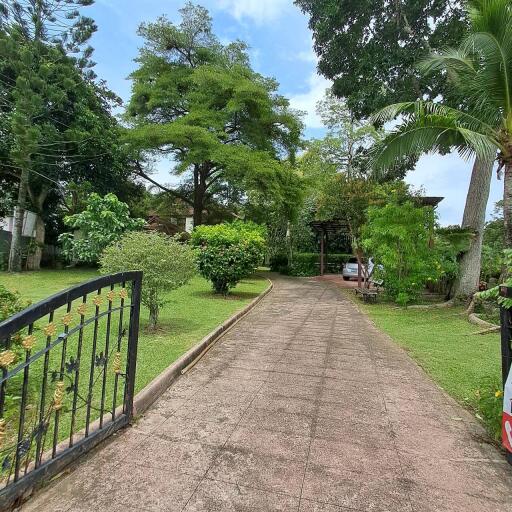 Paved driveway with lush greenery on both sides