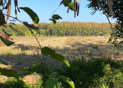 Nature in the city! Rice field land for sale near Mae Jo University, Sansai, Chiang Mai