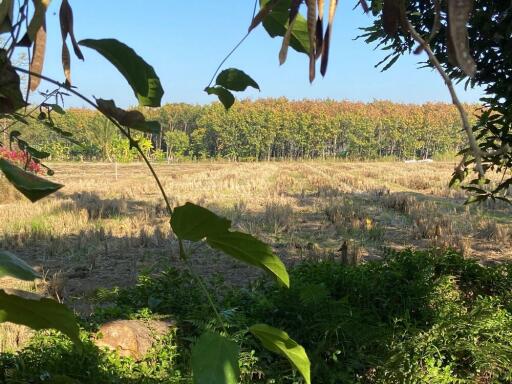 Nature in the city! Rice field land for sale near Mae Jo University, Sansai, Chiang Mai