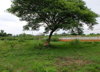 Land 3 Rai 2 Ngan 35 Sqw For Sale at Nonghan Sansai Chiangmai