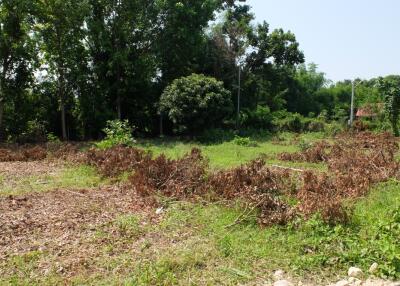 Land For Sale in Sansai Chiang Mai 350 wah