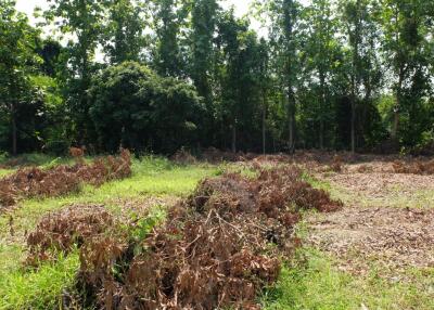 Land For Sale in Sansai Chiang Mai 350 wah