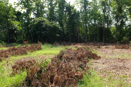 Land For Sale in Sansai Chiang Mai 350 wah