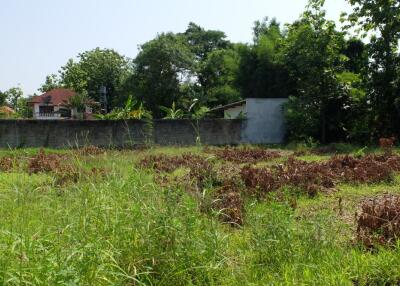 Land For Sale in Sansai Chiang Mai 350 wah