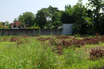 Land For Sale in Sansai Chiang Mai 350 wah