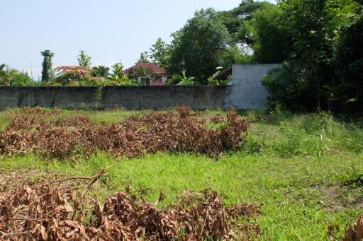 Land For Sale in Sansai Chiang Mai 350 wah