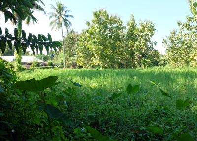 Land 3 Rai 2 Ngan 16 Sqw For Sale at Paphai Sansai Chiangmai