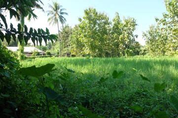 Land 3 Rai 2 Ngan 16 Sqw For Sale at Paphai Sansai Chiangmai