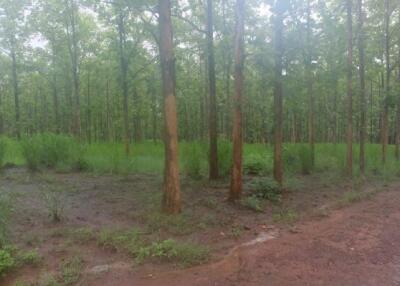 Teak Plantation Land For Sale 101 Rai 91 Sqw in Mae Taeng Chiang Mai