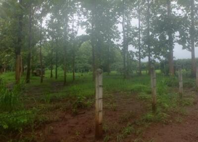 Teak Plantation Land For Sale 101 Rai 91 Sqw in Mae Taeng Chiang Mai