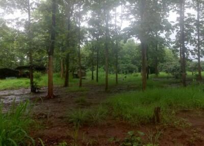 Teak Plantation Land For Sale 101 Rai 91 Sqw in Mae Taeng Chiang Mai