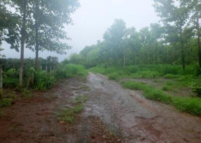 Teak Plantation Land For Sale 101 Rai 91 Sqw in Mae Taeng Chiang Mai