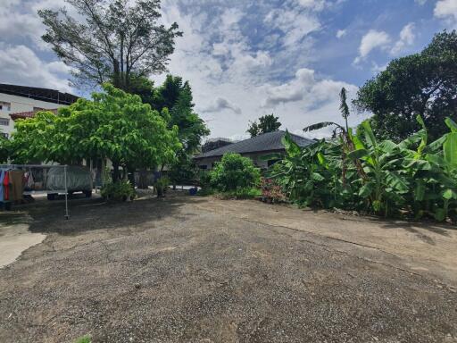 Spacious Yard with Lush Greenery