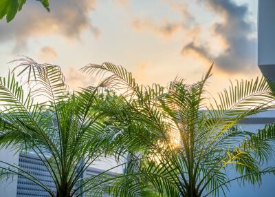 Sunrise or sunset view with palm trees