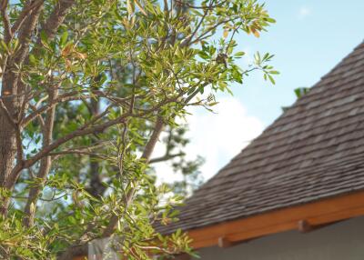 A close-up view of a tree branch with green leaves next to a building with a shingled roof.