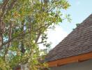 A close-up view of a tree branch with green leaves next to a building with a shingled roof.