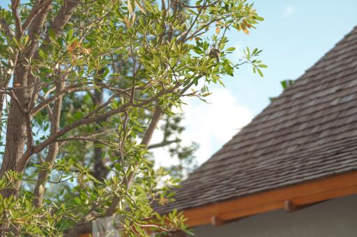 A close-up view of a tree branch with green leaves next to a building with a shingled roof.