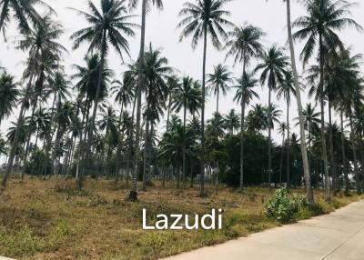 Coconut field for sale