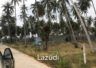 Coconut field for sale