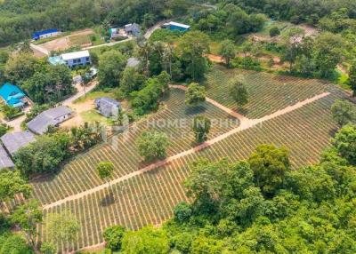 Over 7 Rai Land Plot in Mai Khao