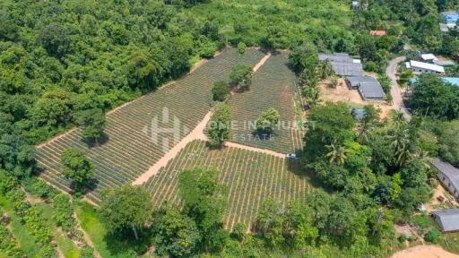 Over 7 Rai Land Plot in Mai Khao