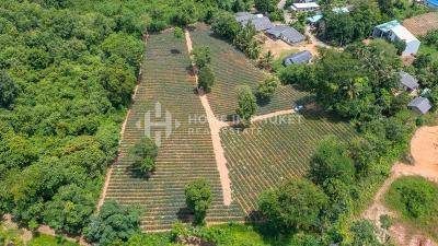 Over 7 Rai Land Plot in Mai Khao