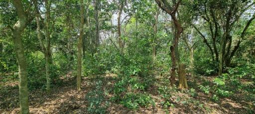 Beautiful 1.5 Rai Land for Sale