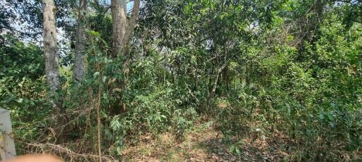 Beautiful 1.5 Rai Land for Sale