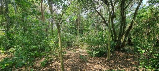 Beautiful 1.5 Rai Land for Sale