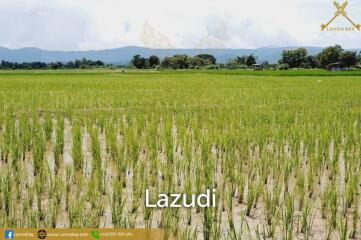 Land with Beautiful Rice Fields and Nice View for Sale