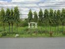 View of front yard with trees and greenery