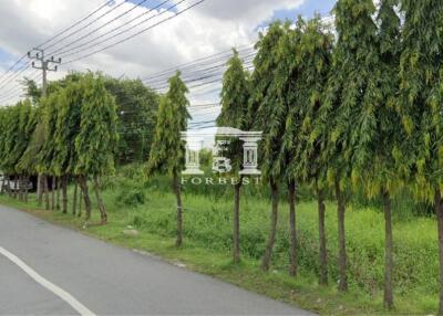 Roadside view with trees and greenery