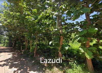6 Rai Land for Sale with teak trees in Chiang Saen