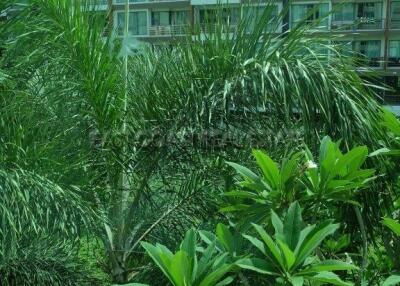 City Garden Condo for rent in Pattaya City, Pattaya. RC5577
