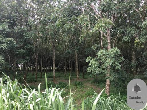 155,400 Sqm. Land listed for ฿ 437,000,000.