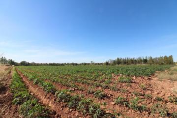 30 Rai of Fertile Land For Sale in Nong Han, Udon Thani, Thailand