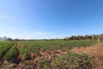 30 Rai of Fertile Land For Sale in Nong Han, Udon Thani, Thailand