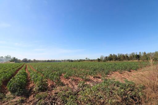 30 Rai of Fertile Land For Sale in Nong Han, Udon Thani, Thailand