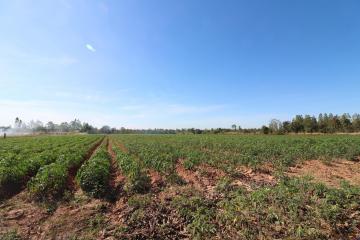 30 Rai of Fertile Land For Sale in Nong Han, Udon Thani, Thailand