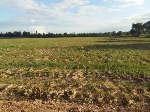 30 Rai of Fertile Land For Sale in Nong Han, Udon Thani, Thailand