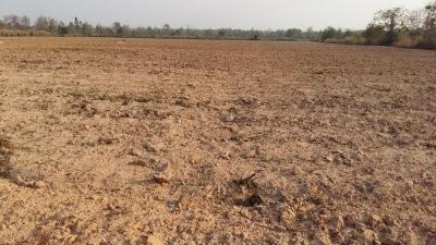 30 Rai of Fertile Land For Sale in Nong Han, Udon Thani, Thailand