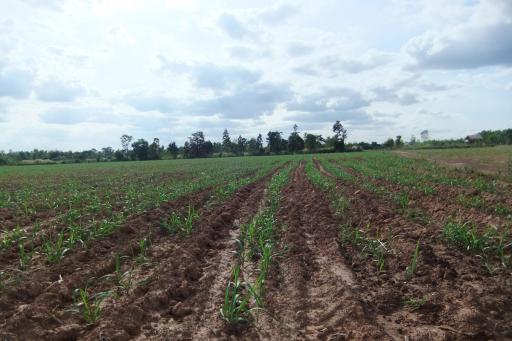 30 Rai of Fertile Land For Sale in Nong Han, Udon Thani, Thailand