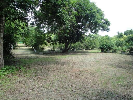 Land For Sale in Hang Hong, Sakon Nakhon, Thailand